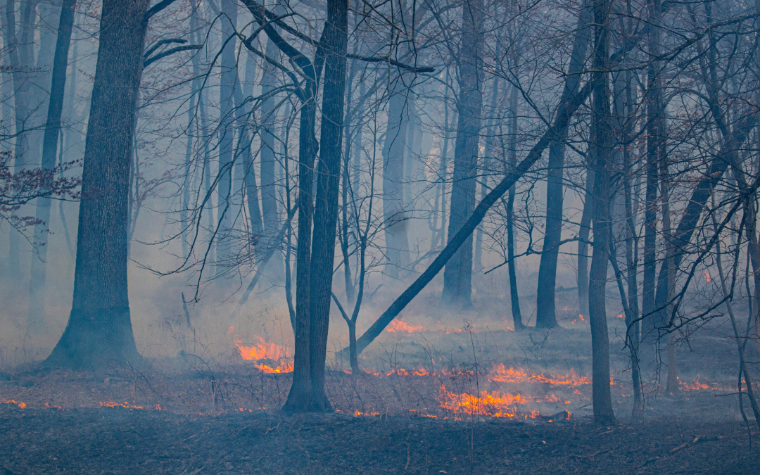 Can AI Save a Million Hectares from Flames Every Year?